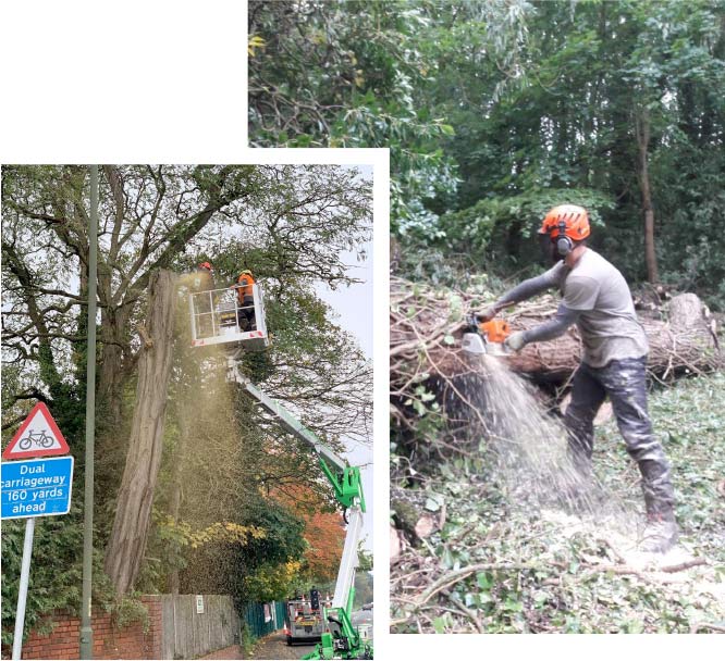 severn-tree-management-home