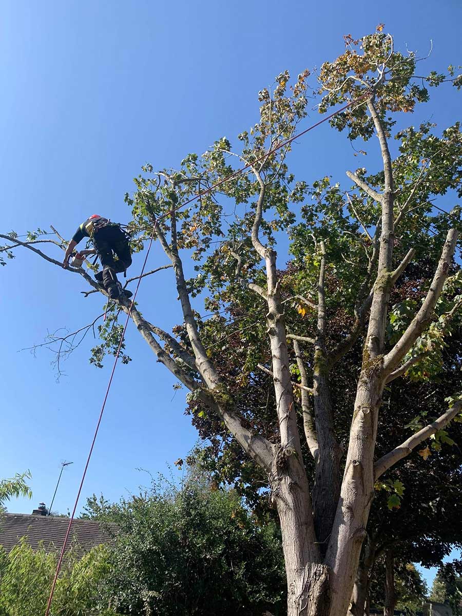 severn tree management Project
