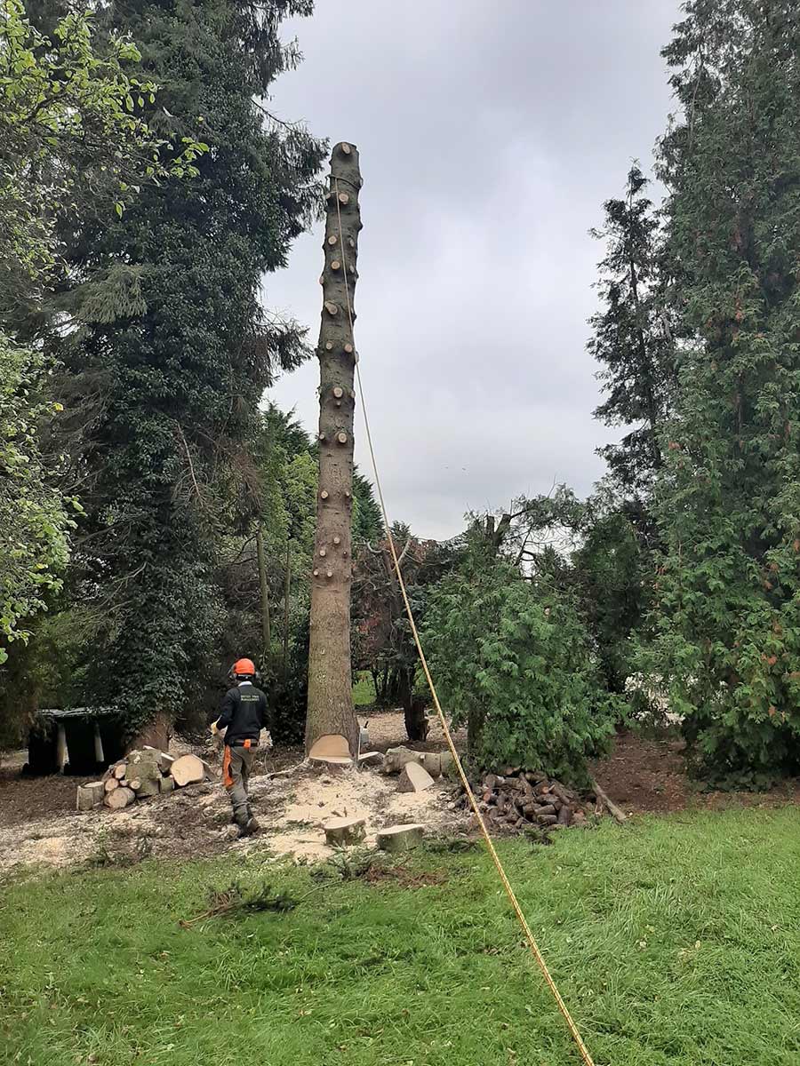 severn tree management Project