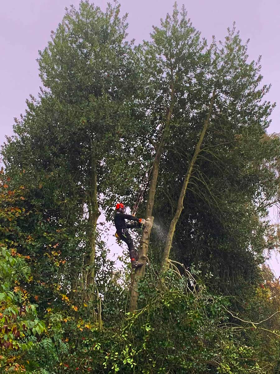 severn tree management Project