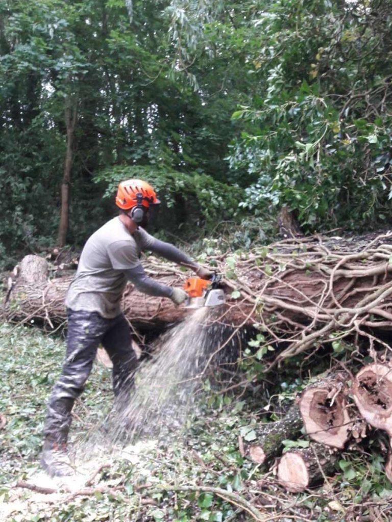 severn tree management Project
