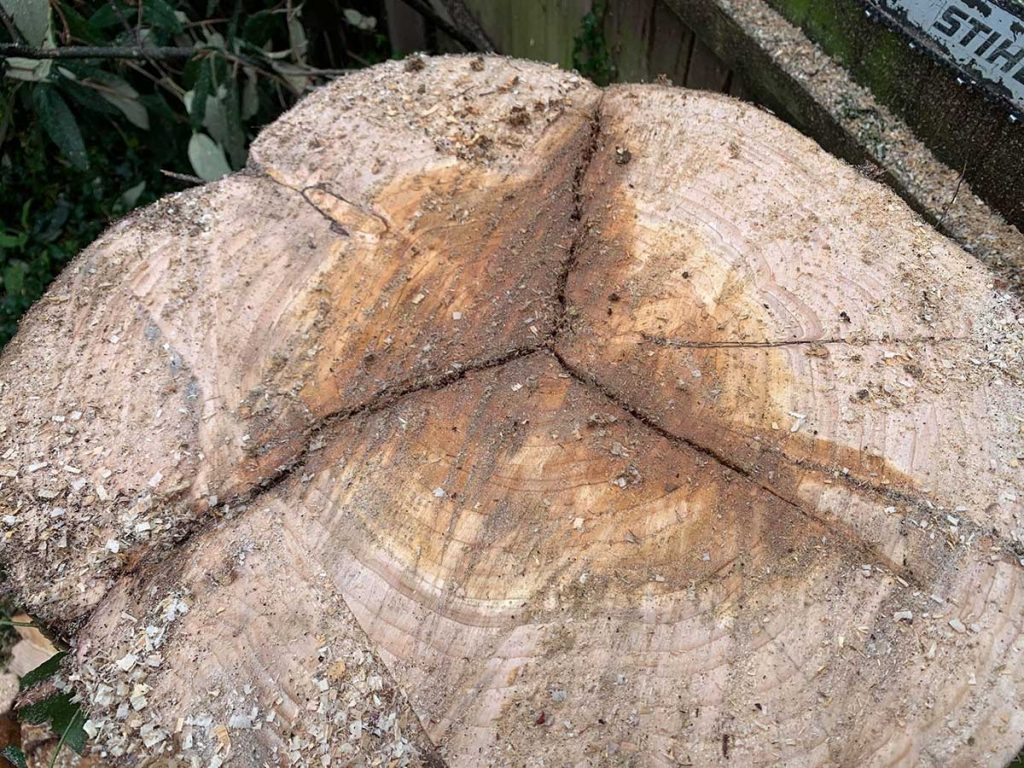 stump treatments