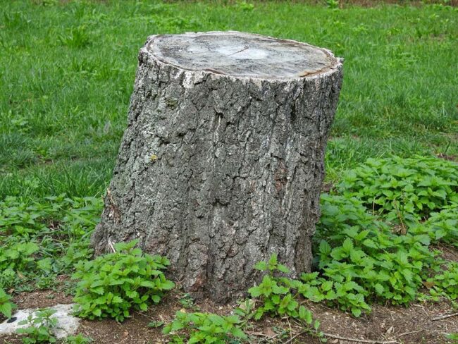 rotten tree stump