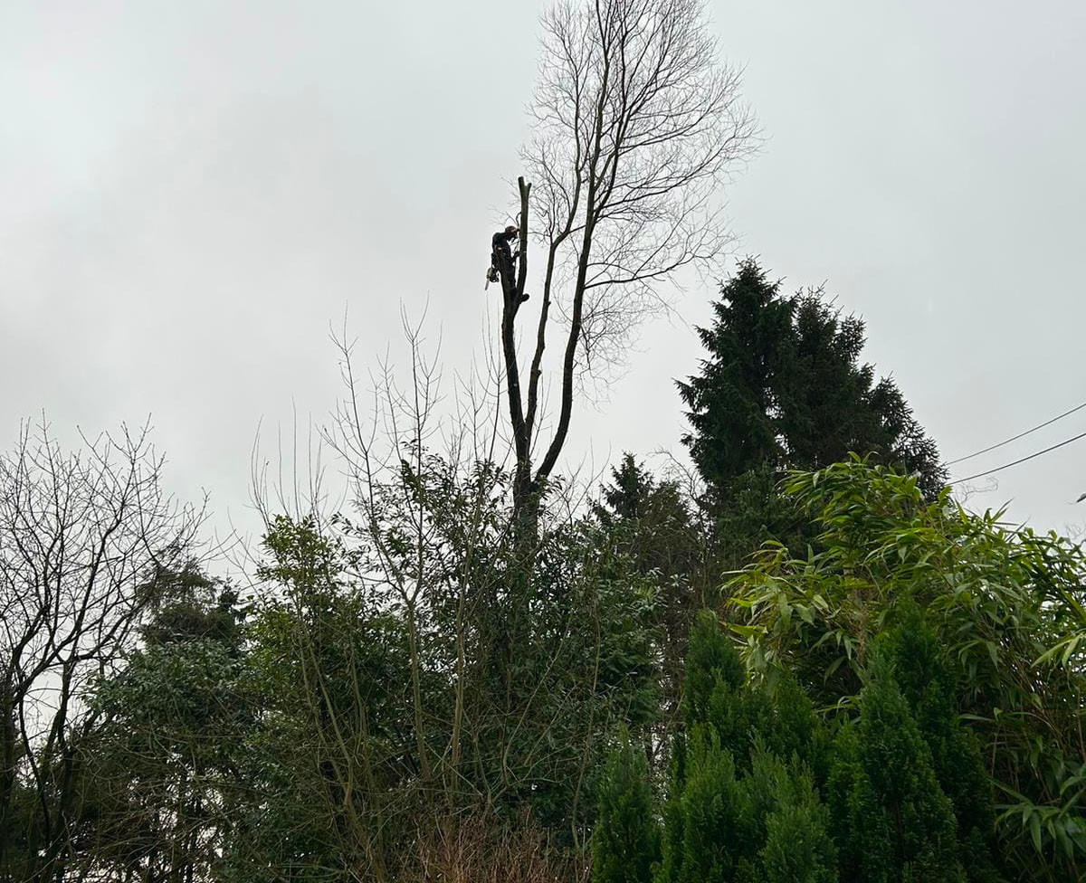 removing-trees-kidderminster