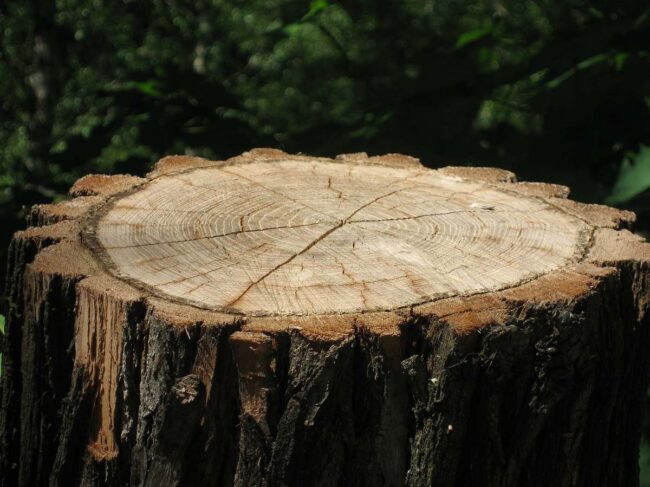 tree stump grinding