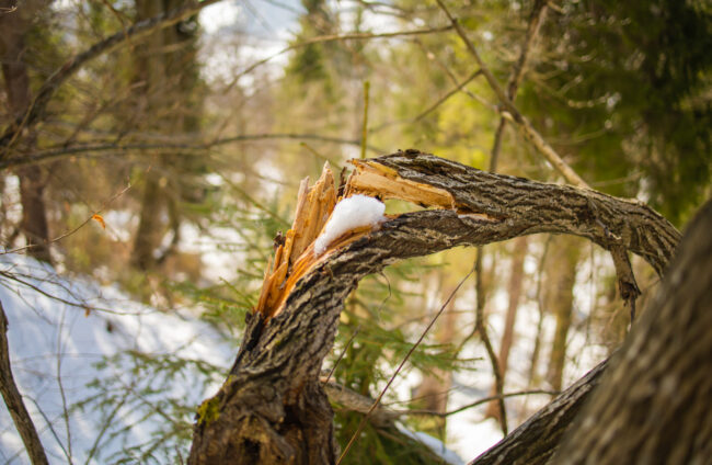 Winter Tree Management