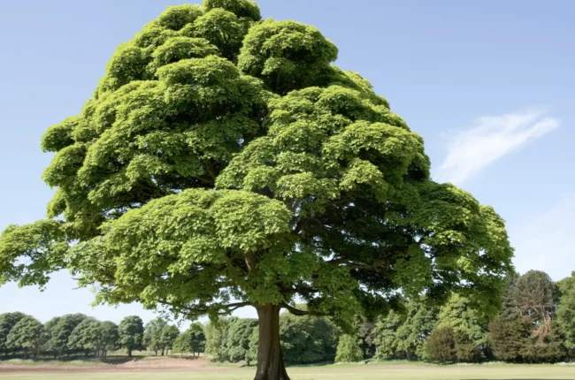 Severn Tree Summer Tree Management