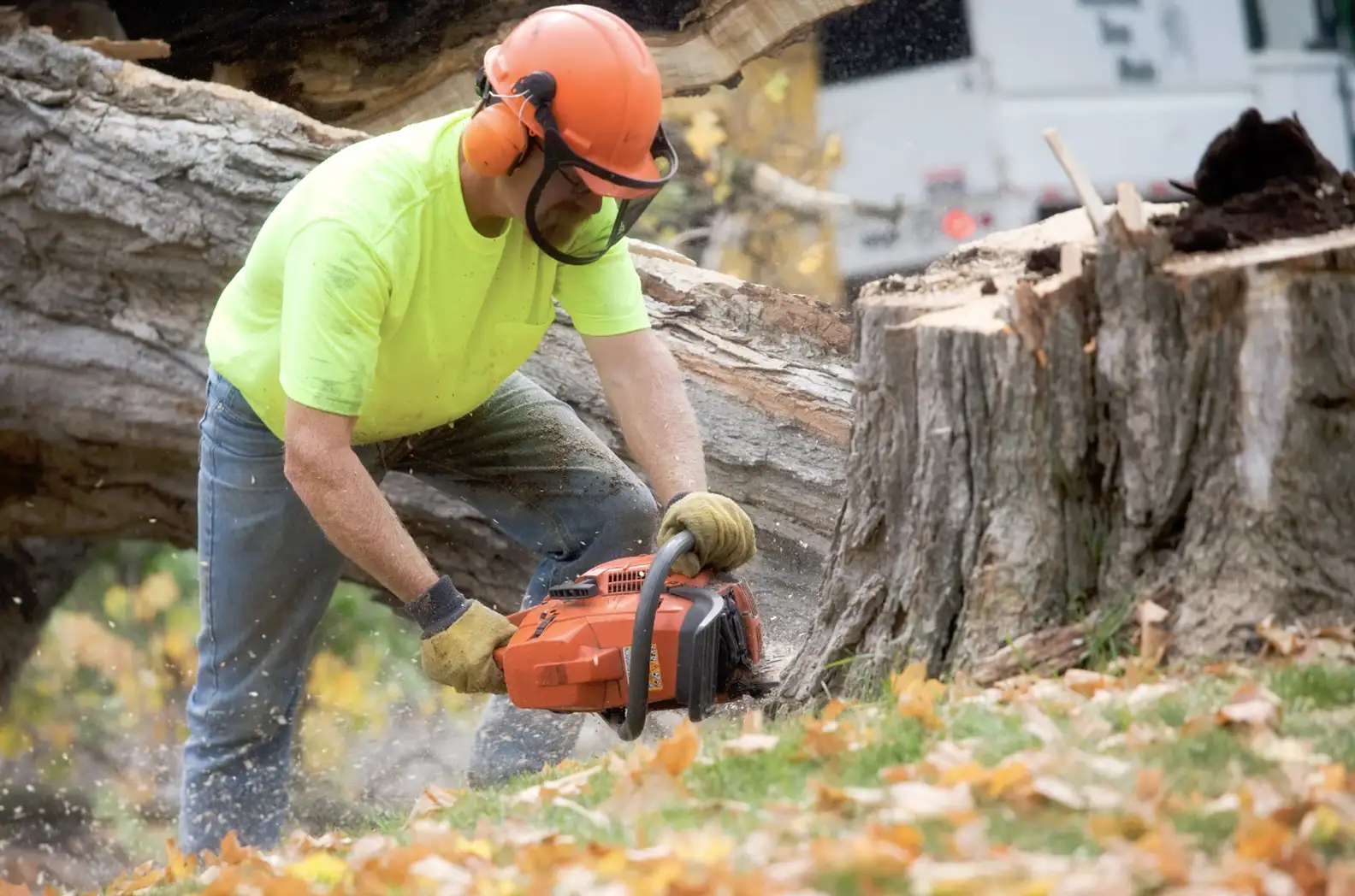 Severn Tree Emergency Tree Services