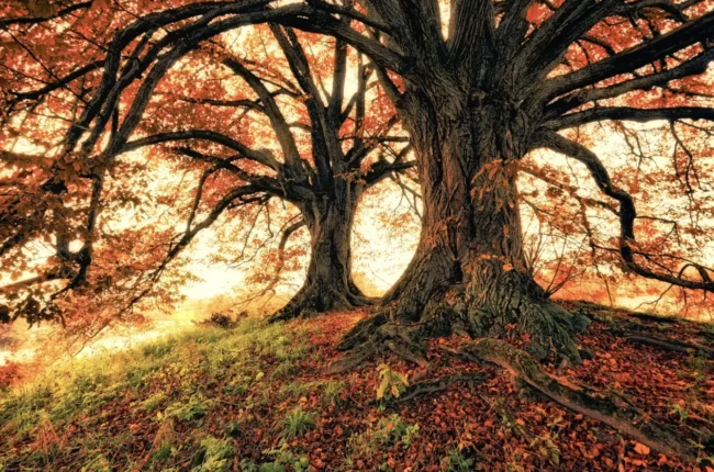 Severn Tree Management Pruning Trees Autumn