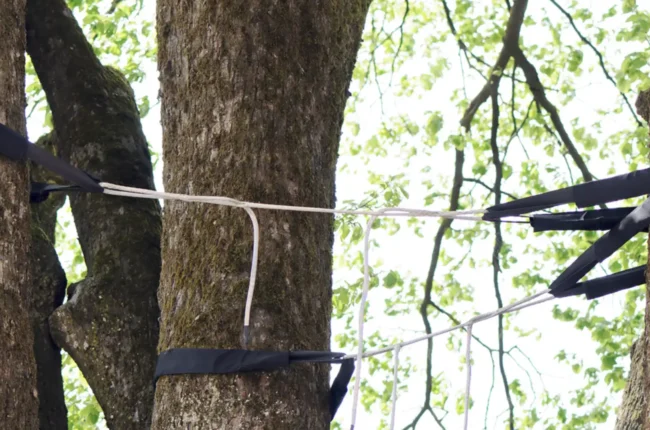 Severn Tree Management Cable Bracing Purpose