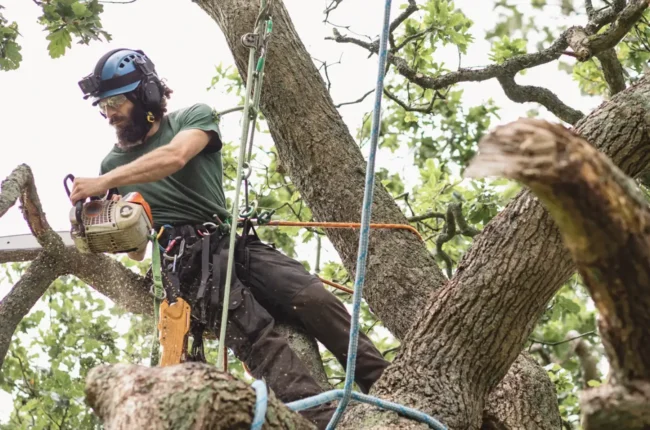 Severn Tree Management What does a tree surgeon do