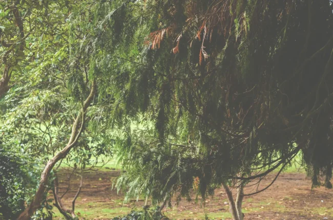 Severn Tree Overhanging Trees