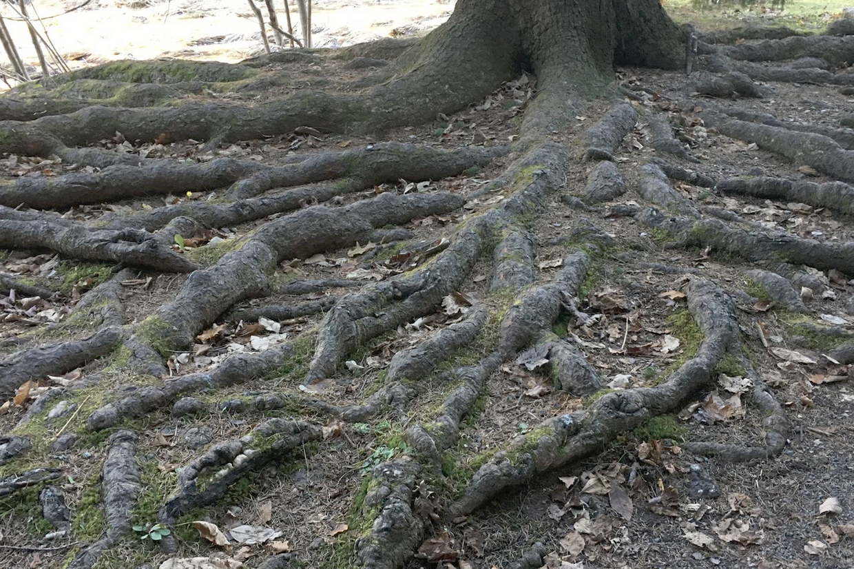 Severn Tree Management tree pests and diseases