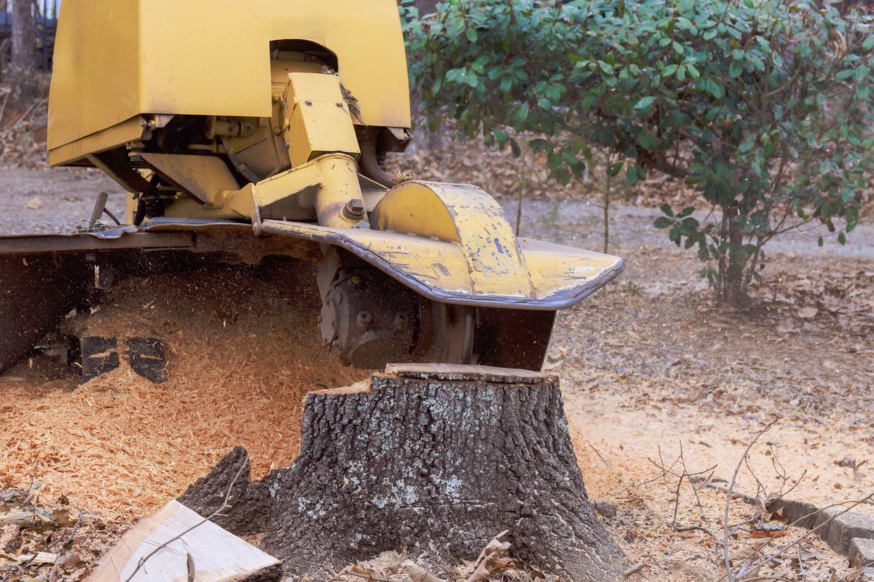 Severn Tree Management stump removal and grinding
