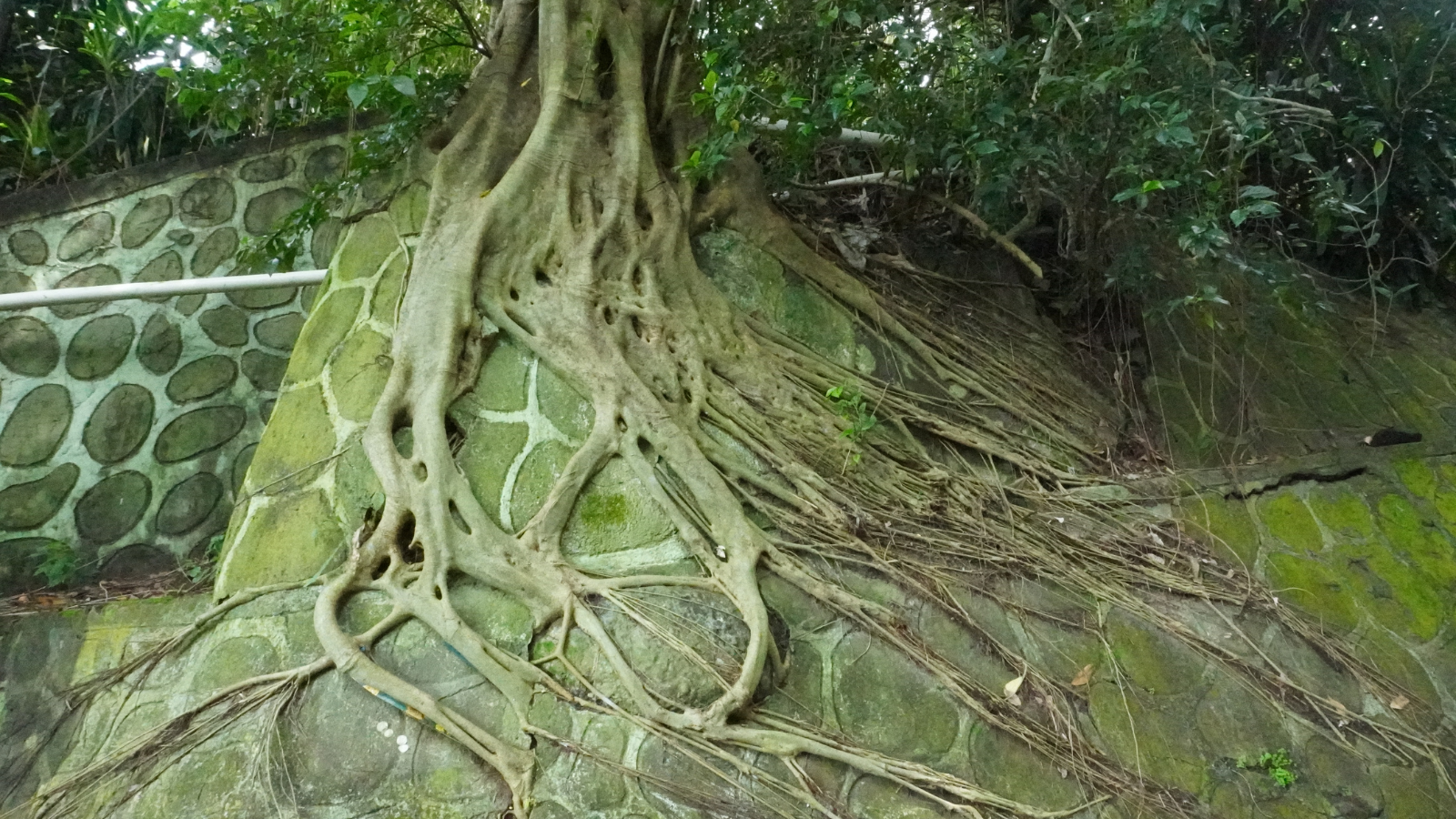 Severn Tree Management Tree Root Damage
