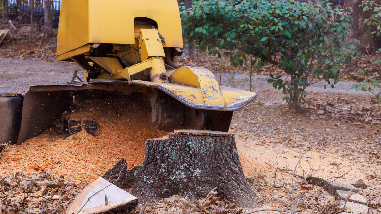 Severn Tree Management stump grinding uk