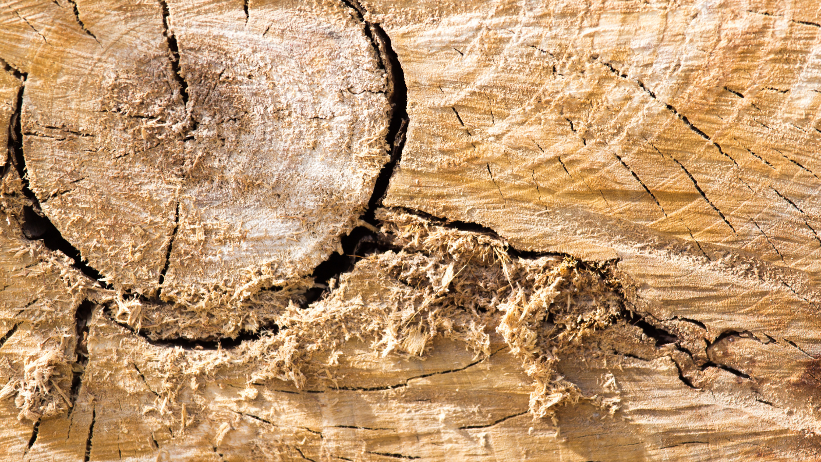Severn Tree Management crown reduction