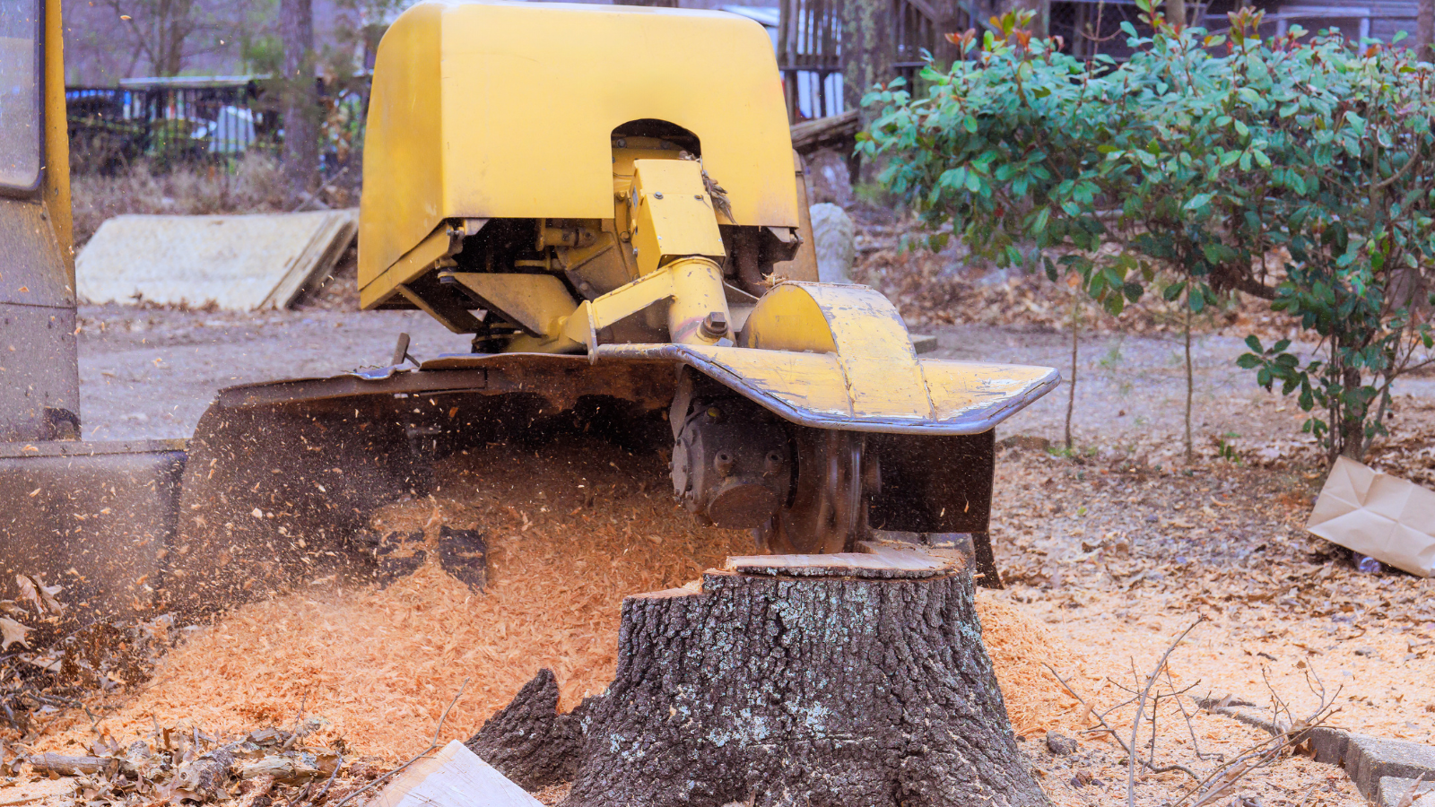 Severn Tree Management stump grinding services