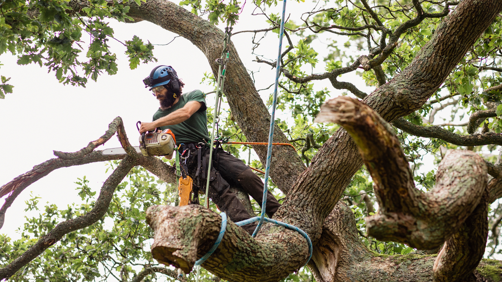 Severn Tree Management tree surgery services