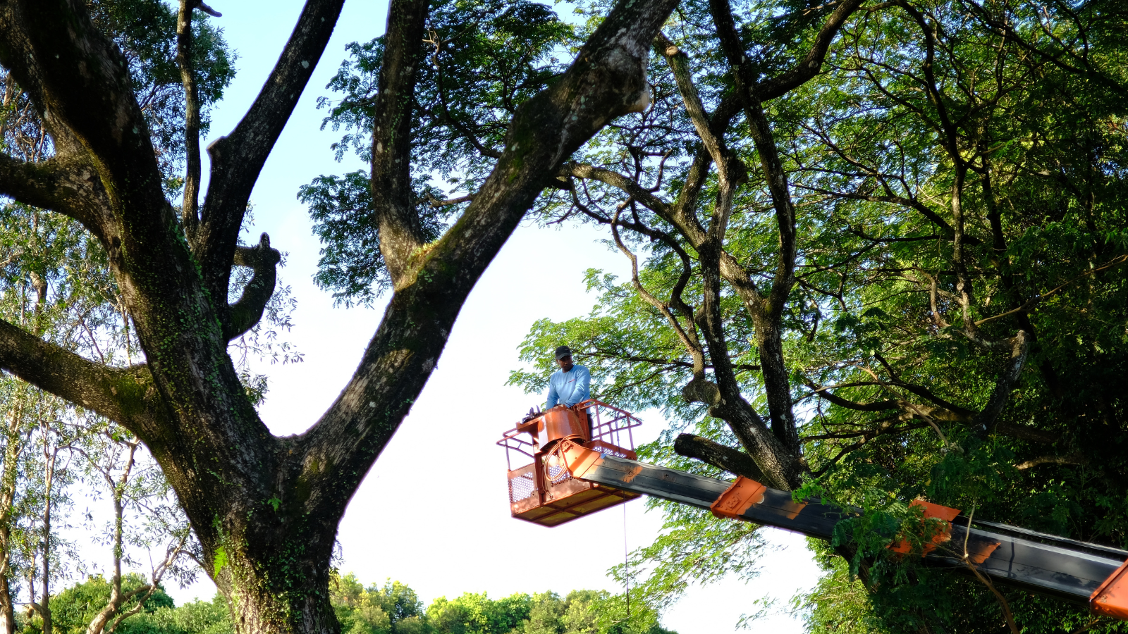 Severn Tree Management regular tree surveys