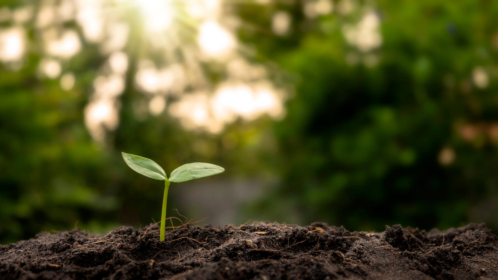 Severn Tree Management sustainability benefits of trees