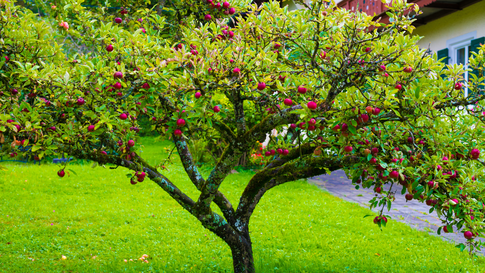 Severn Tree Management trees kerb appeal